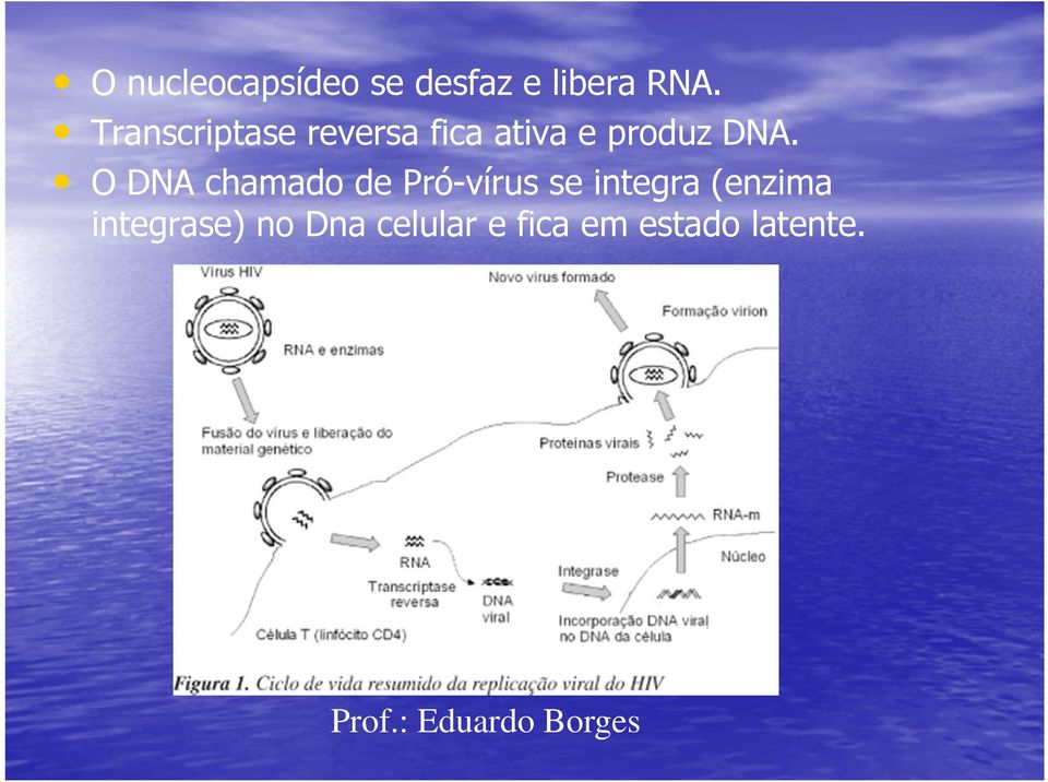 O DNA chamado de Pró-vírus se integra (enzima