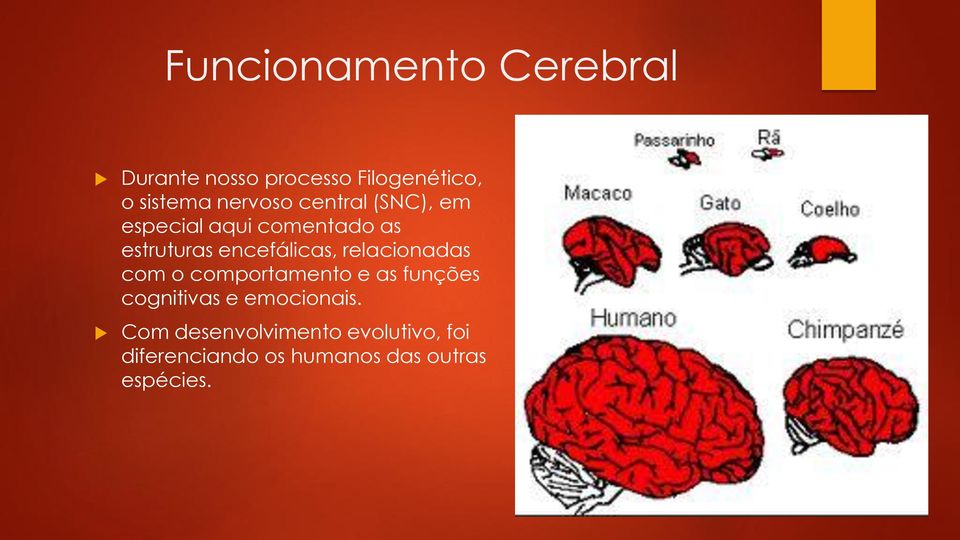 encefálicas, relacionadas com o comportamento e as funções cognitivas e