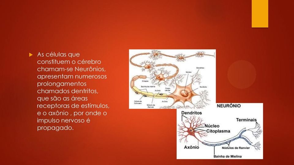 chamados dentritos, que são as áreas receptoras de