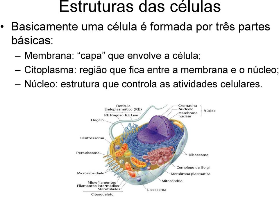 célula; Citoplasma: região que fica entre a membrana e o