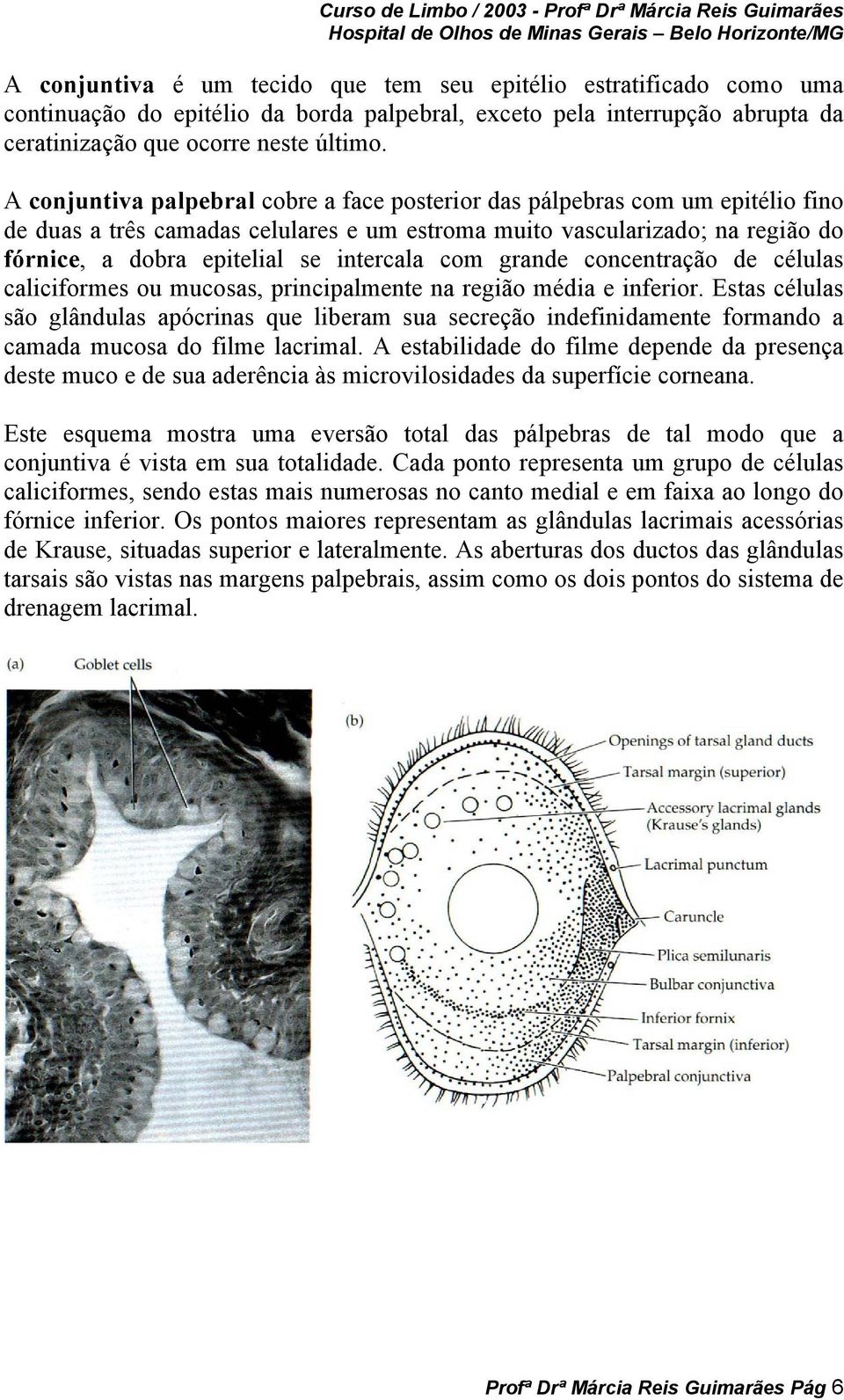 intercala com grande concentração de células caliciformes ou mucosas, principalmente na região média e inferior.