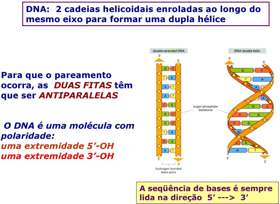 ANTIPARALELAS O DNA é uma molécula com polaridade: uma extremidade 5 -OH