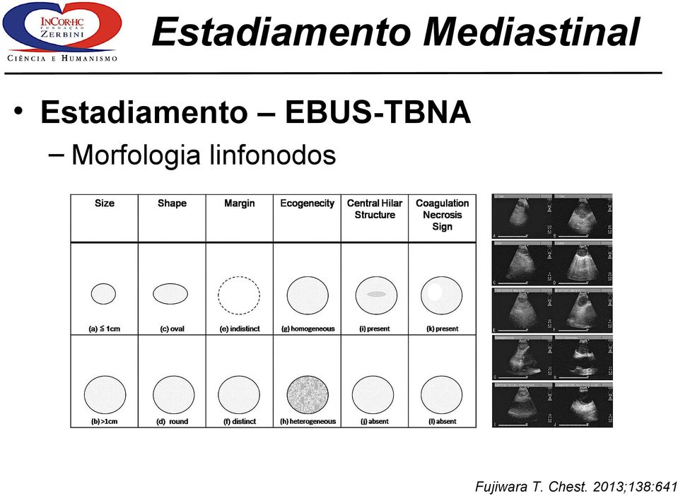 Morfologia