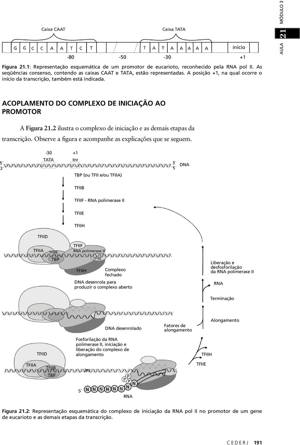 2 ilustra o complexo de iniciação e as demais etapas da transcrição. Observe a figura e acompanhe as explicações que se seguem.