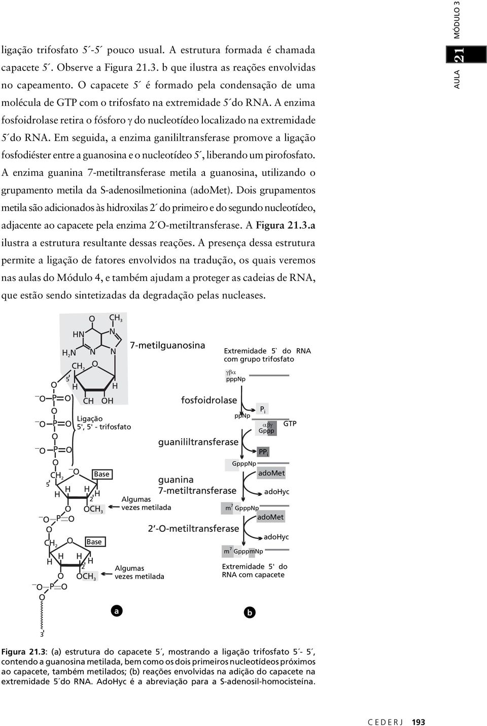 Em seguida, a enzima ganililtransferase promove a ligação fosfodiéster entre a guanosina e o nucleotídeo 5, liberando um pirofosfato.
