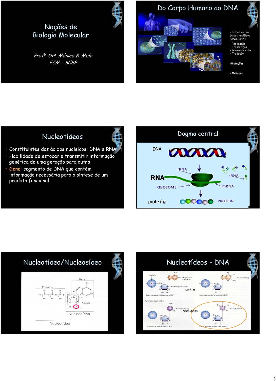 Nucleotídeos Dogma central Constituintes dos ácidos nucleicos: DNA e RNA Habilidade de estocar e transmitir informação genética de uma