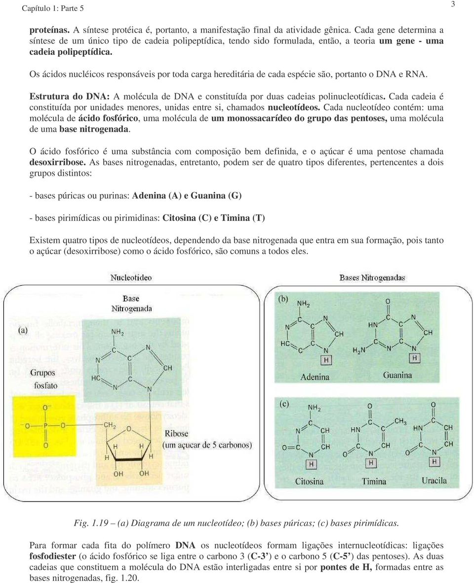 Os ácidos nucléicos responsáveis por toda carga hereditária de cada espécie são, portanto o DNA e RNA. Estrutura do DNA: A molécula de DNA e constituída por duas cadeias polinucleotídicas.