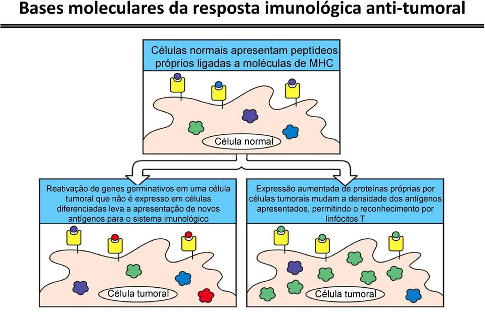 leva a apresentação de novos antígenos para o sistema imunológico Expressão aumentada de proteínas próprias por células