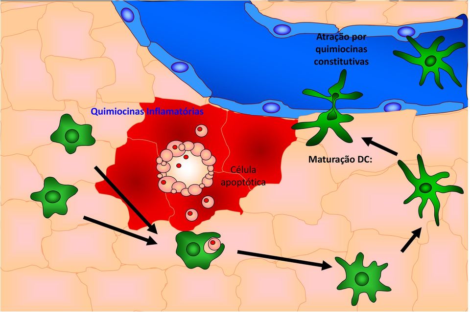 Quimiocinas