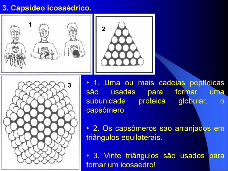 subunidade proteica globular, o capsômero. 2.