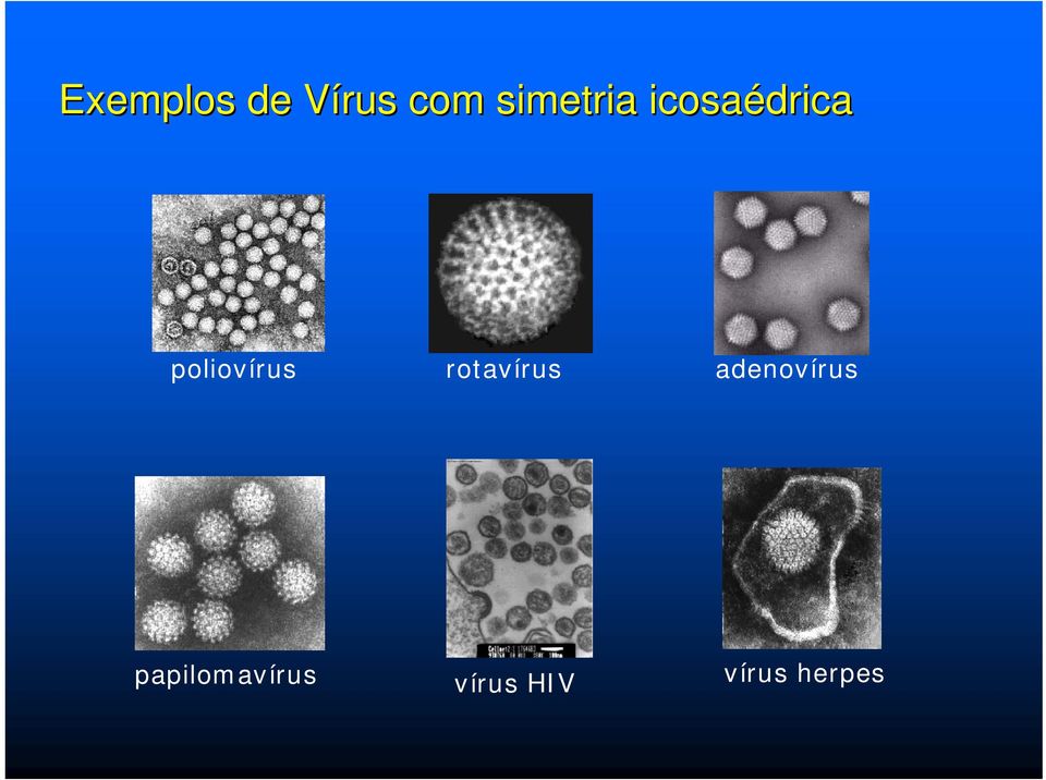 poliovírus rotavírus