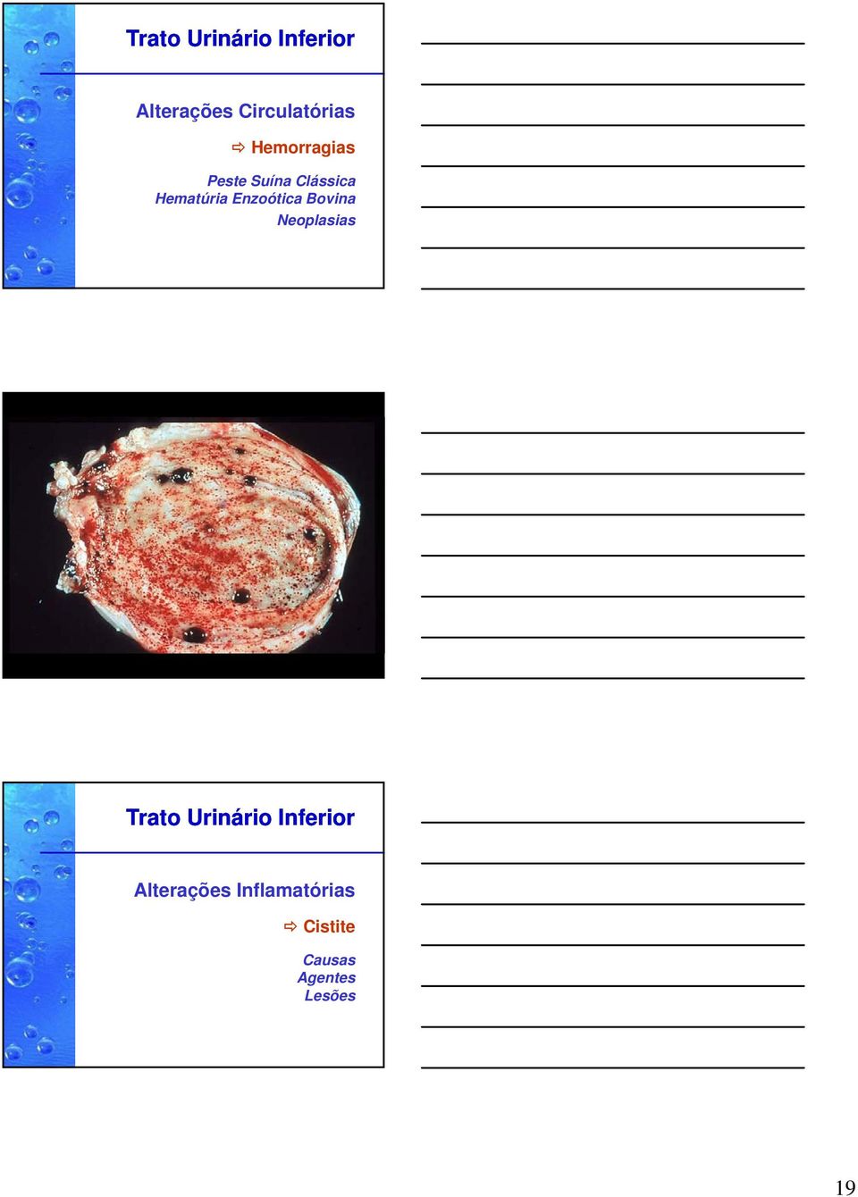 Enzoótica Bovina Neoplasias Trato Urinário