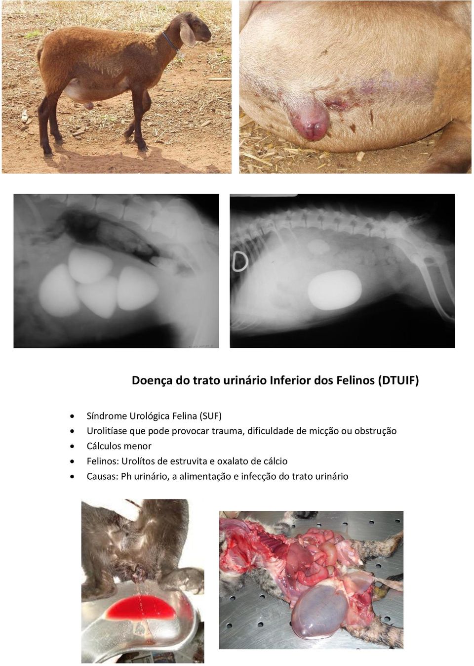 de micção ou obstrução Cálculos menor Felinos: Urolítos de estruvita e