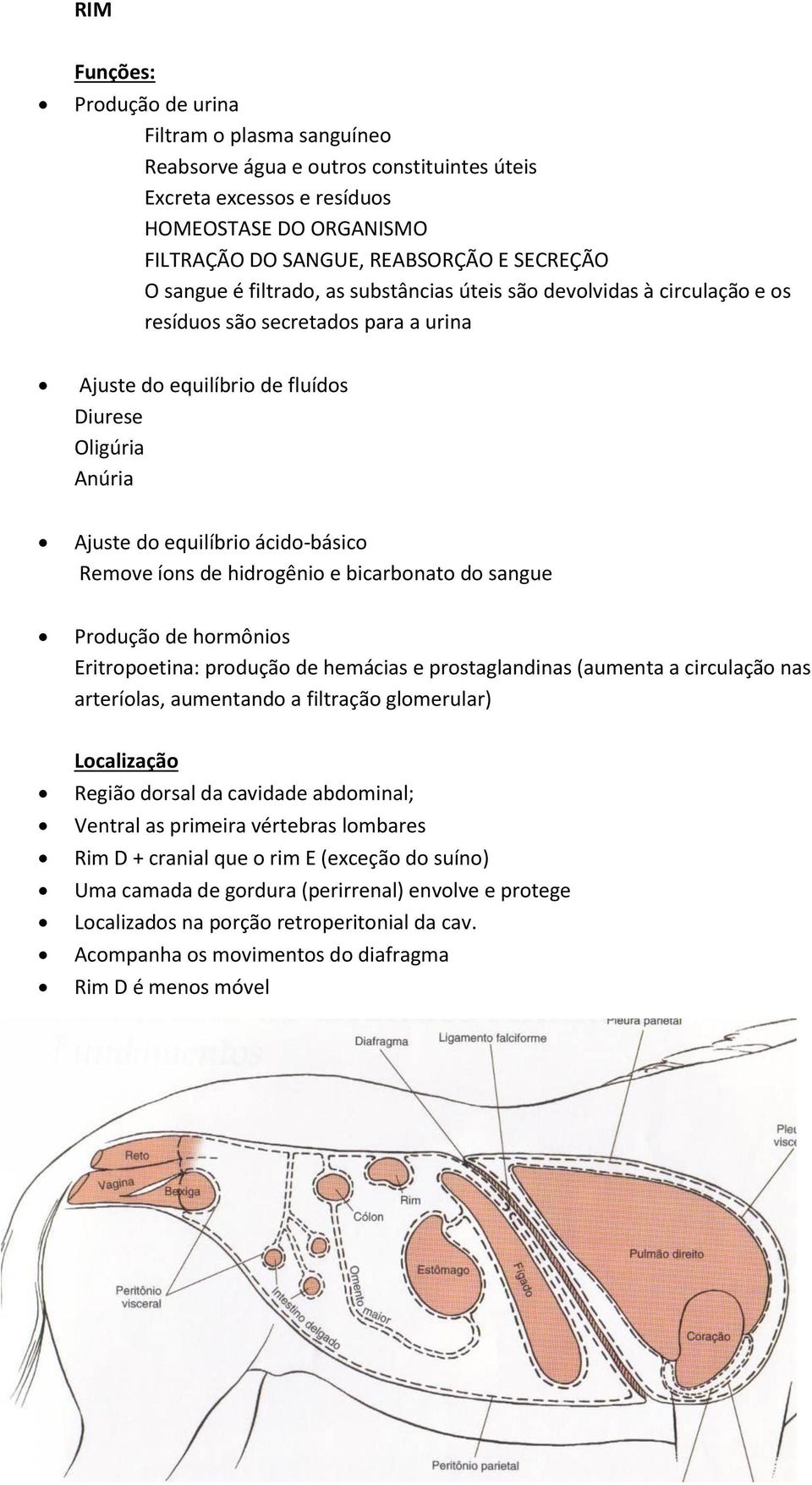 Remove íons de hidrogênio e bicarbonato do sangue Produção de hormônios Eritropoetina: produção de hemácias e prostaglandinas (aumenta a circulação nas arteríolas, aumentando a filtração glomerular)