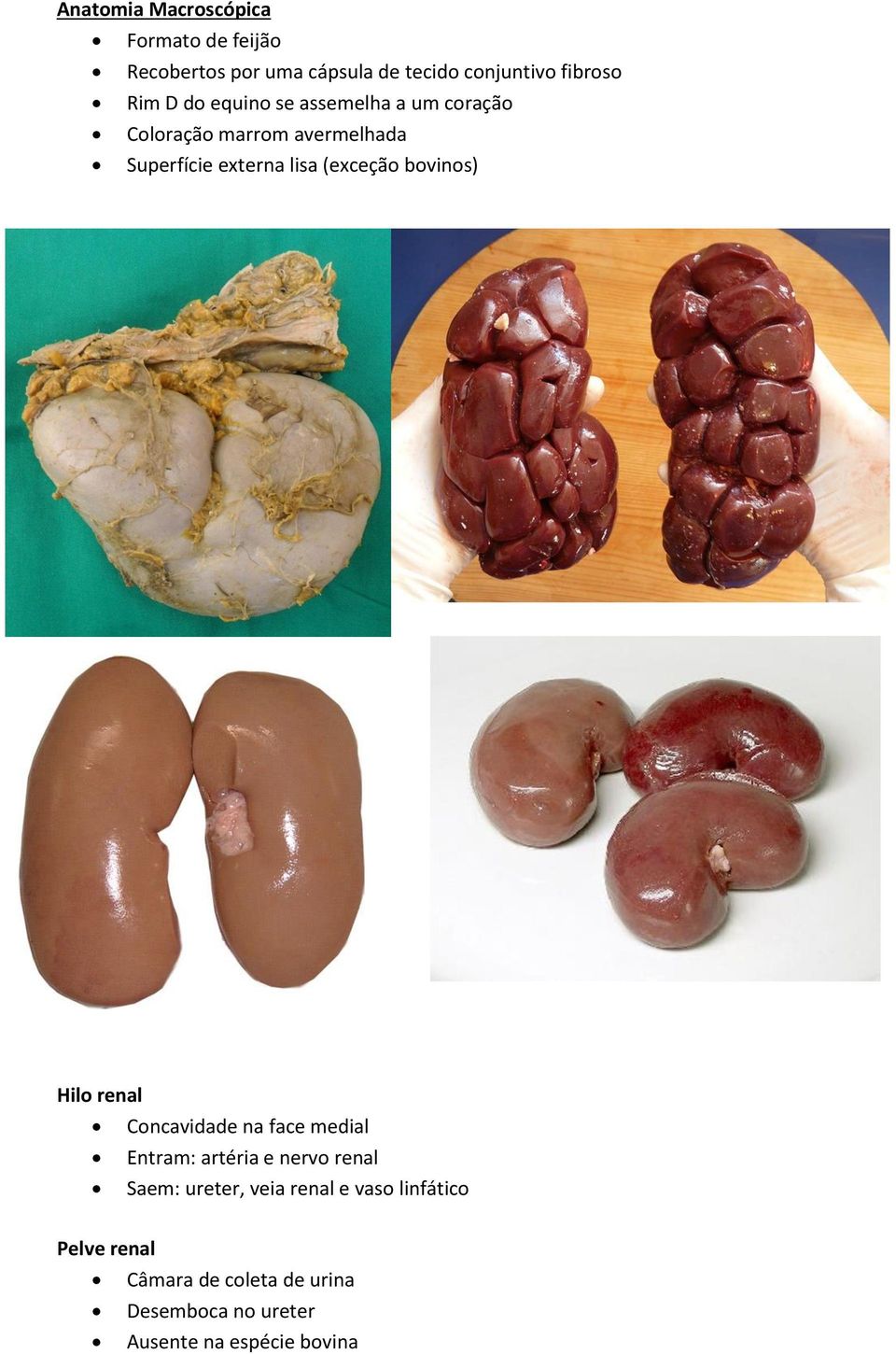 bovinos) Hilo renal Concavidade na face medial Entram: artéria e nervo renal Saem: ureter, veia