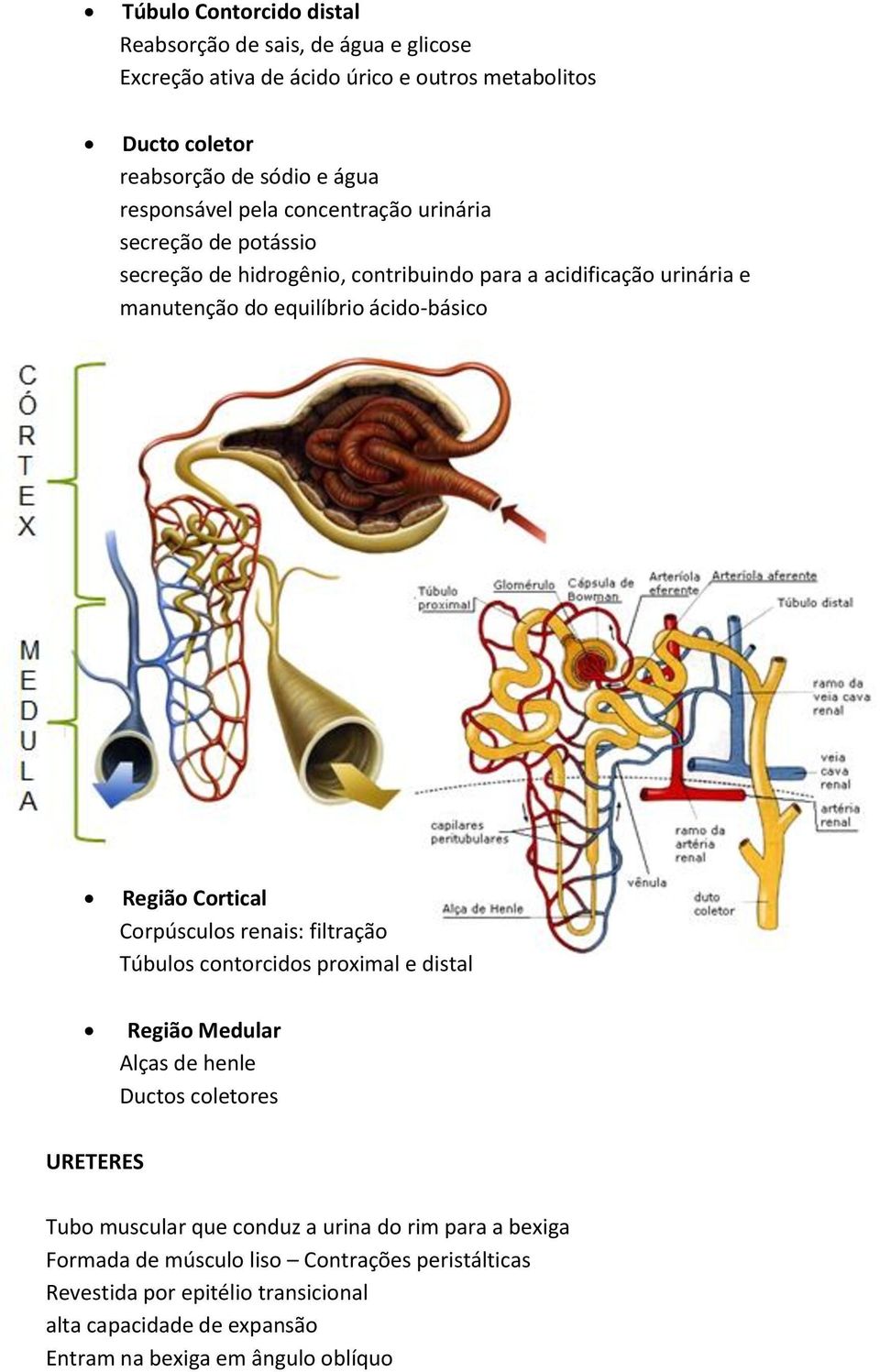 Região Cortical Corpúsculos renais: filtração Túbulos contorcidos proximal e distal Região Medular Alças de henle Ductos coletores URETERES Tubo muscular que conduz