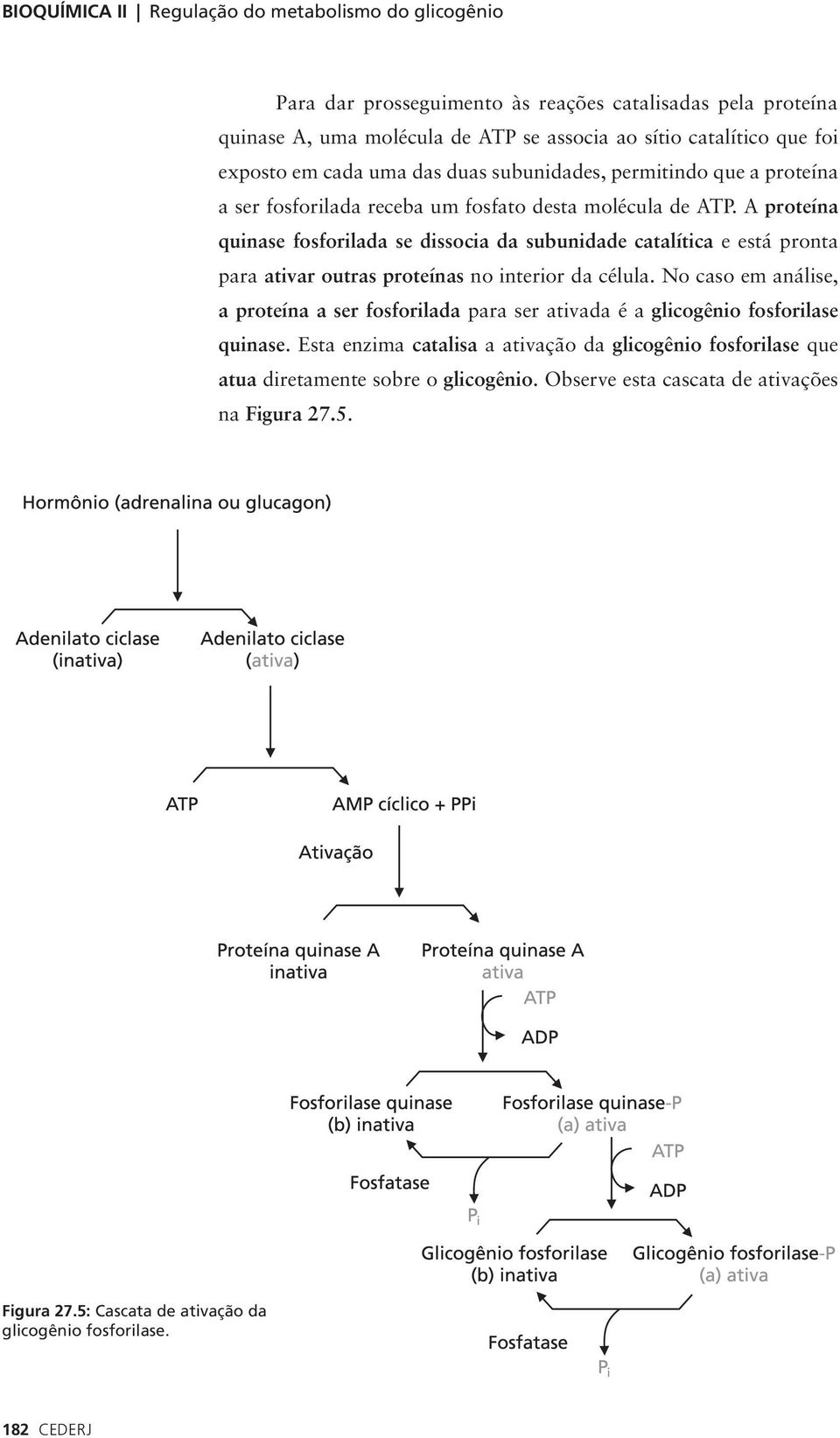 A proteína quinase fosforilada se dissocia da subunidade catalítica e está pronta para ativar outras proteínas no interior da célula.