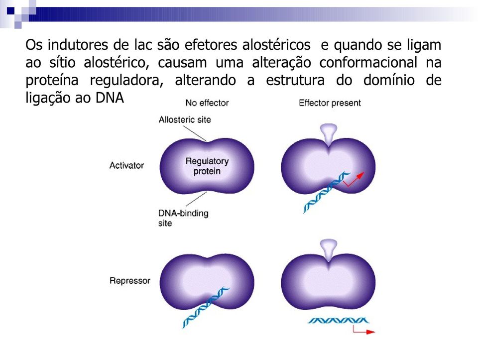 alteração conformacional na proteína reguladora,