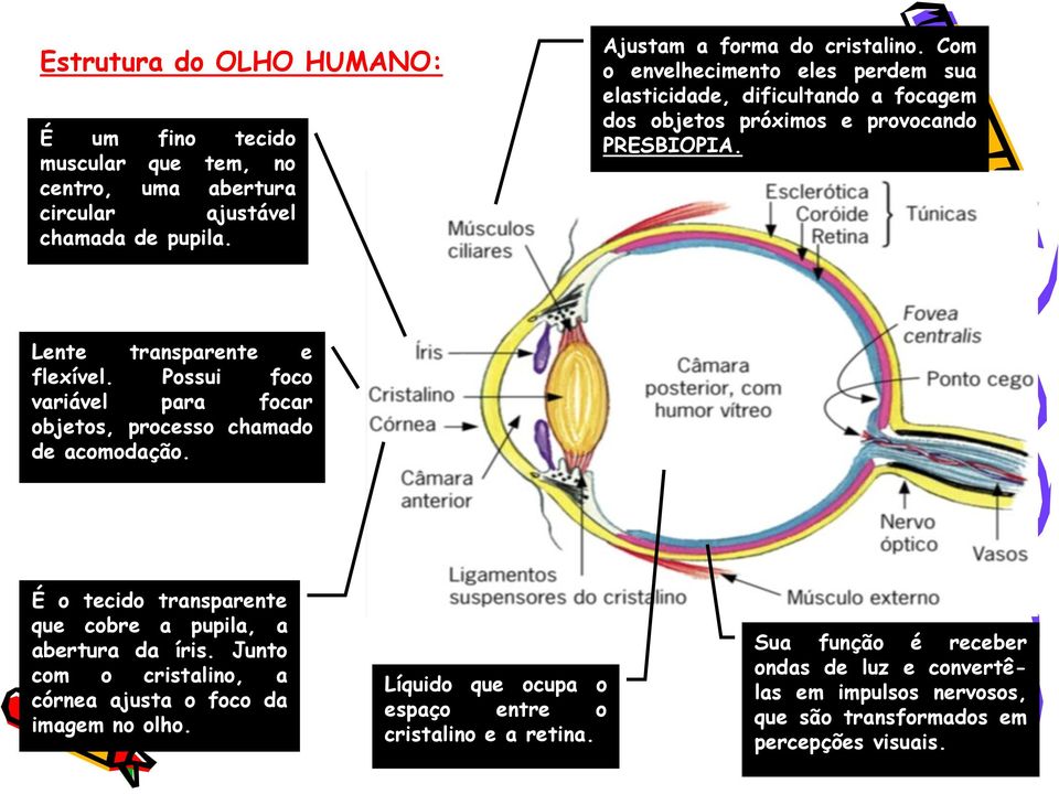 Possui foco variável para focar objetos, processo chamado de acomodação. É o tecido transparente que cobre a pupila, a abertura da íris.