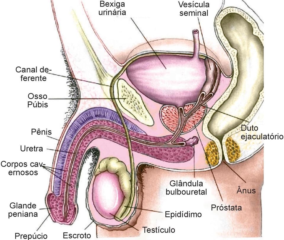 peniana Prepúcio Escroto Testículo Glândula