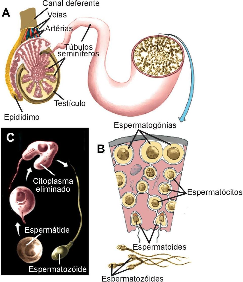 Espermatogônias Citoplasma eliminado