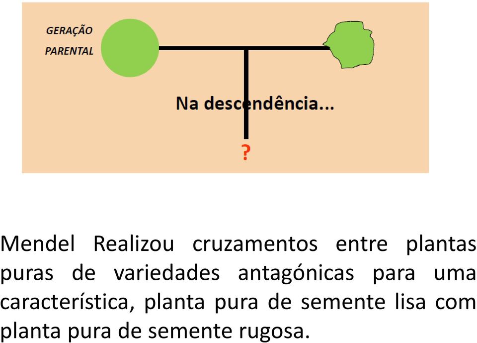 para uma característica, planta pura de