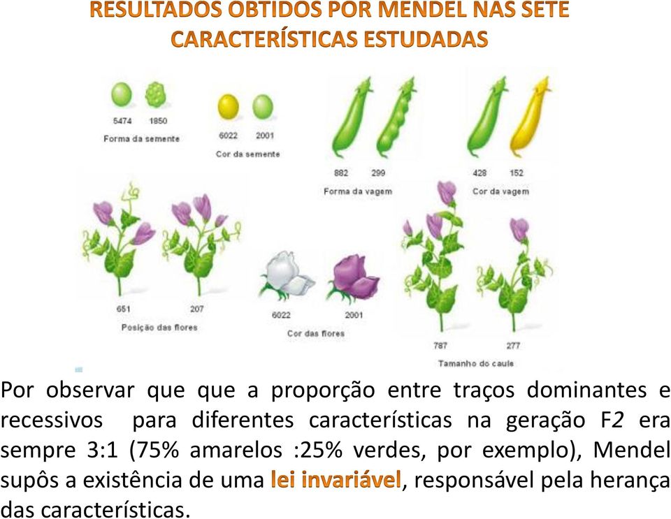 sempre 3:1 (75% amarelos :25% verdes, por exemplo), Mendel