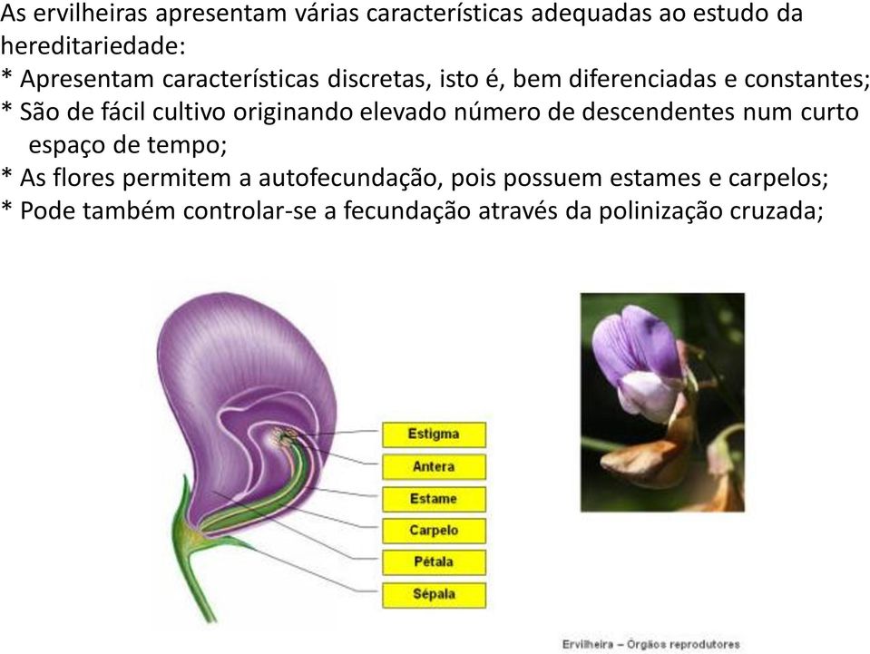 originando elevado número de descendentes num curto espaço de tempo; * As flores permitem a