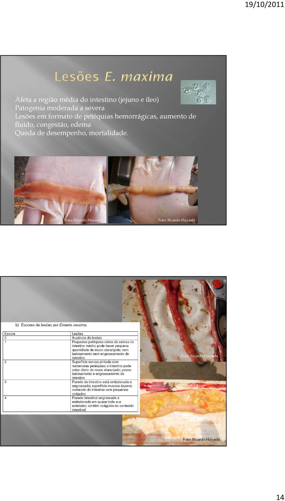 congestão, edema Queda de desempenho, mortalidade.