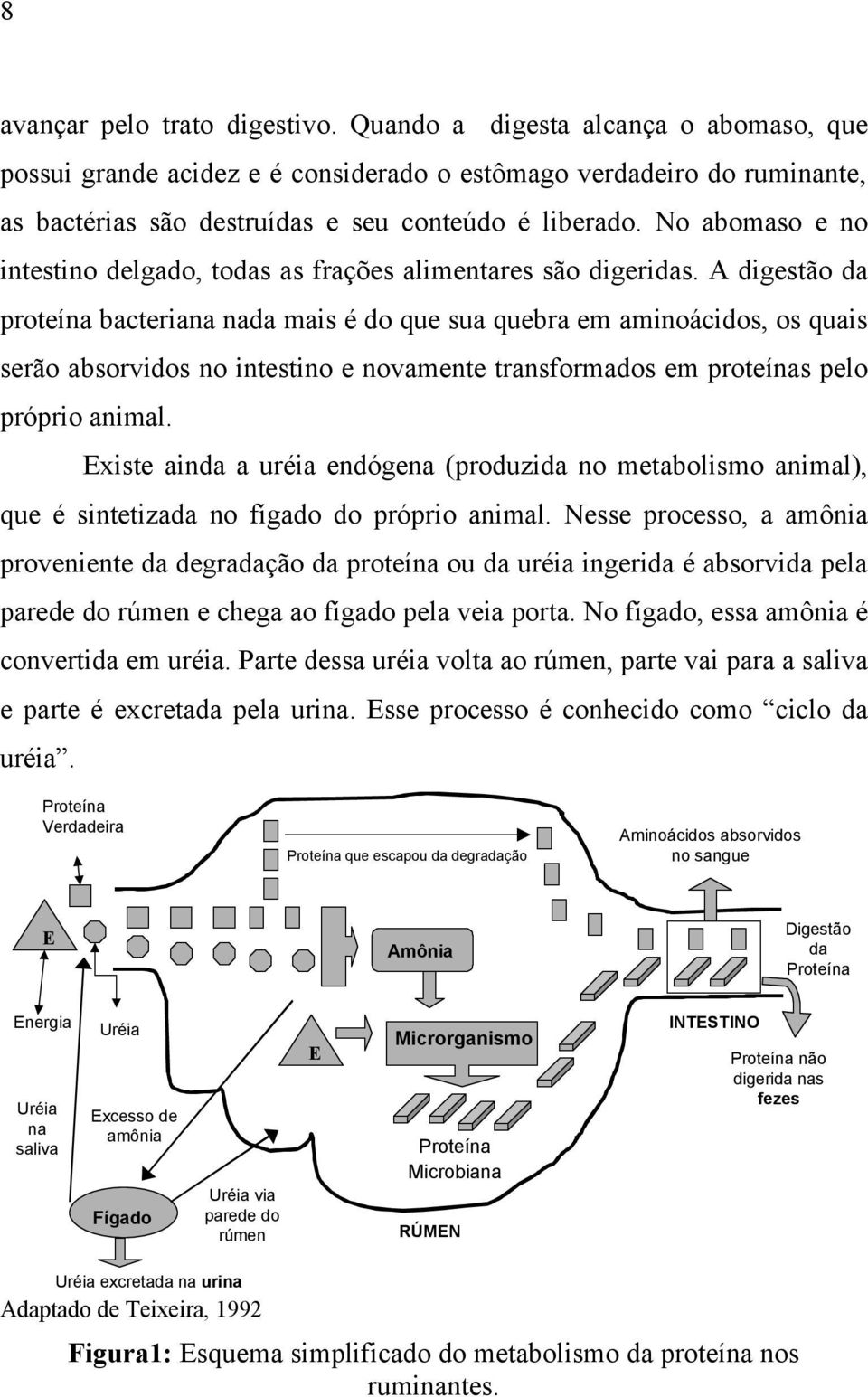 A digestão da proteína bacteriana nada mais é do que sua quebra em aminoácidos, os quais serão absorvidos no intestino e novamente transformados em proteínas pelo próprio animal.