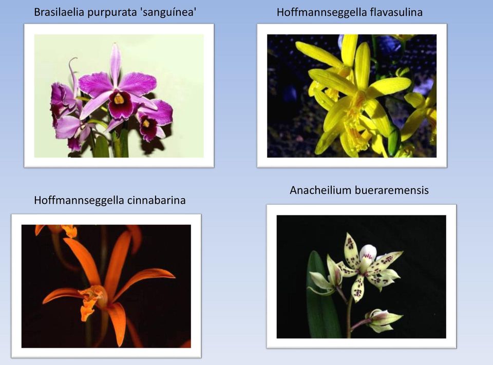 flavasulina Hoffmannseggella