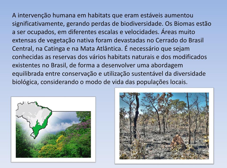 Áreas muito extensas de vegetação nativa foram devastadas no Cerrado do Brasil Central, na Catinga e na Mata Atlântica.