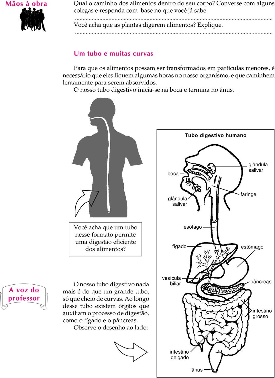 absorvidos. O nosso tubo digestivo inicia-se na boca e termina no ânus.