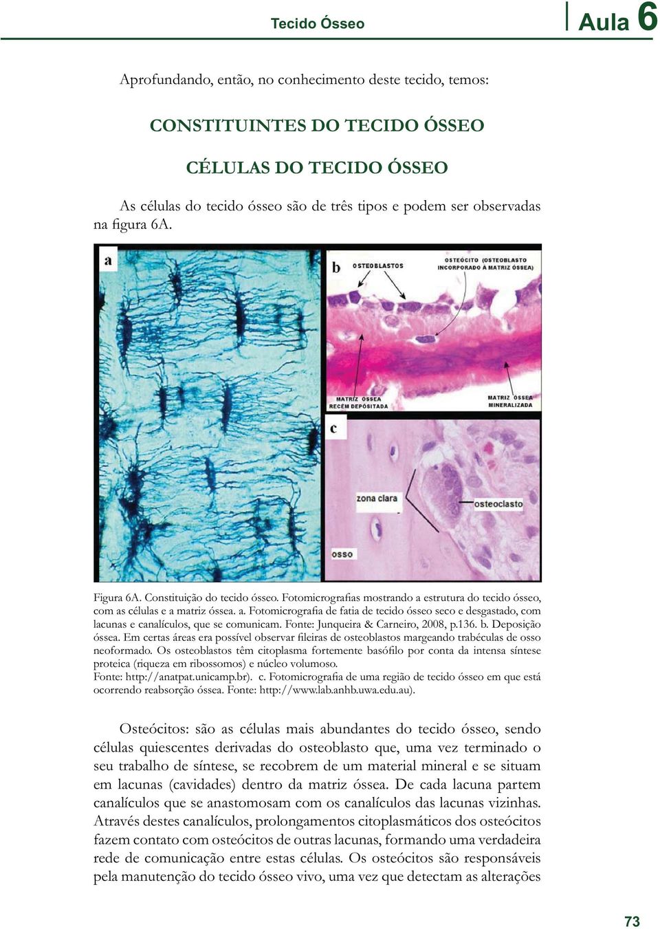 Fonte: Junqueira & Carneiro, 2008, p.136. b. Deposição óssea. Em certas áreas era possível observar leiras de osteoblastos margeando trabéculas de osso neoformado.