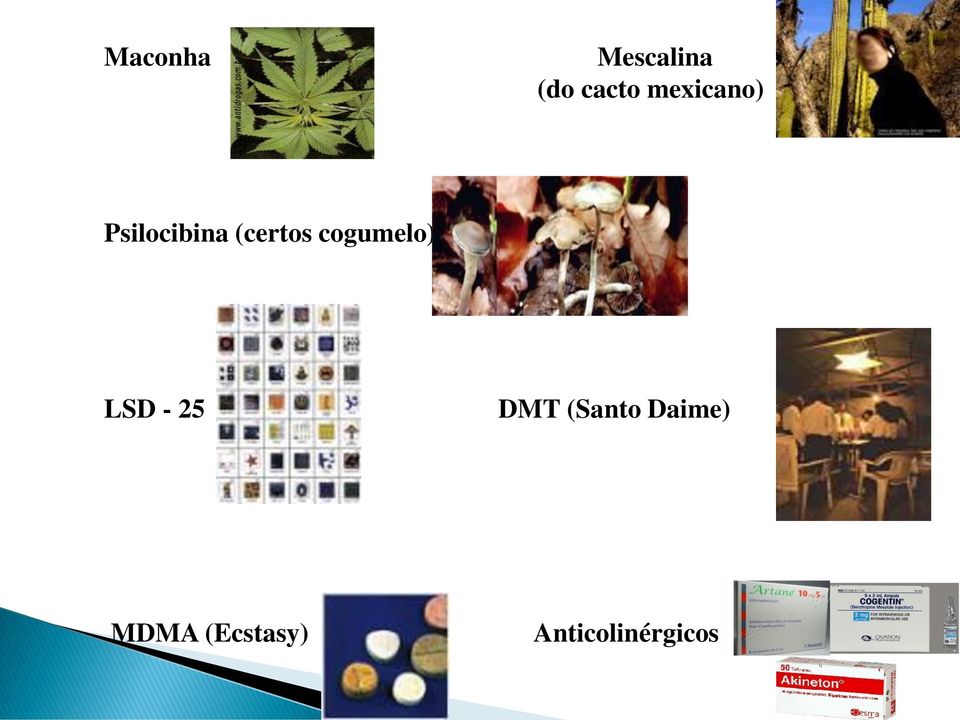 cogumelo) LSD - 25 DMT (Santo