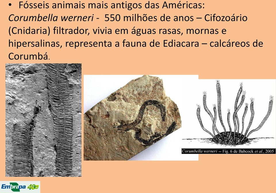 filtrador, vivia em águas rasas, mornas e