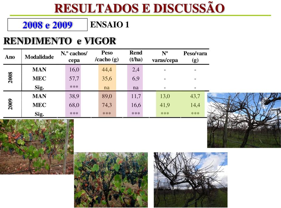 º cachos/ cepa Peso /cacho (g) Rend (t/ha) Nº varas/cepa Peso/vara (g) MAN