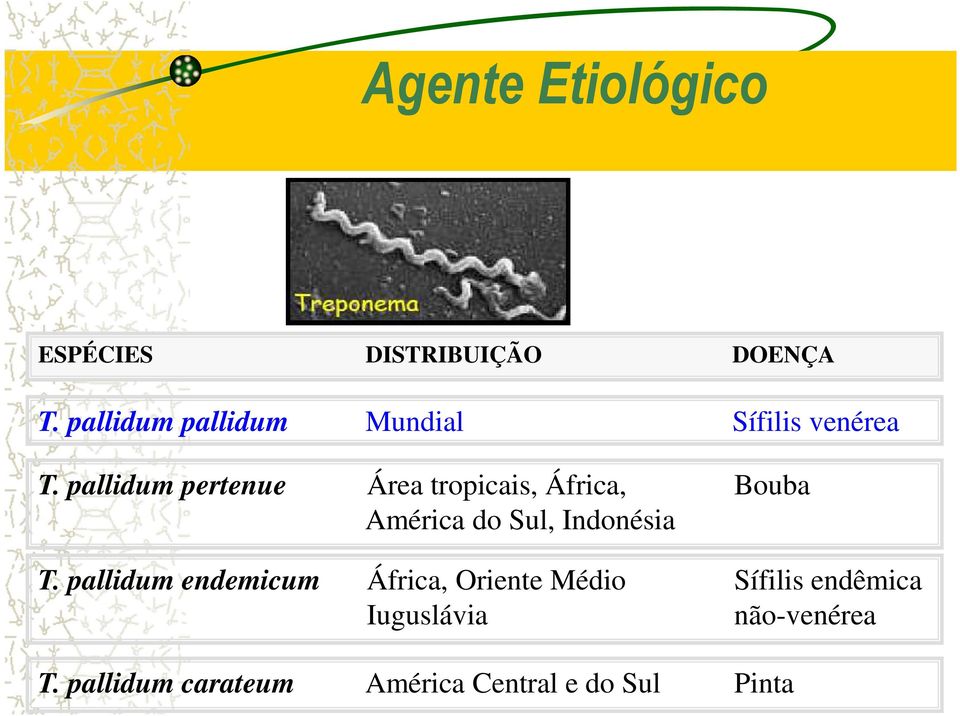 pallidum pertenue Área tropicais, África, Bouba América do Sul, Indonésia T.