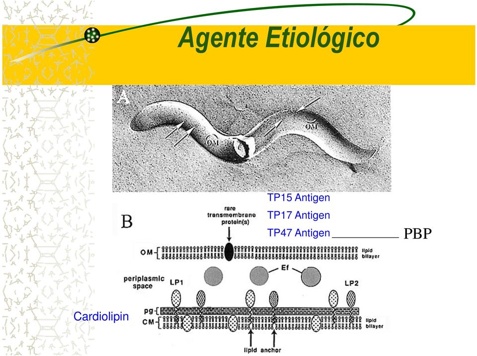 Antigen TP47