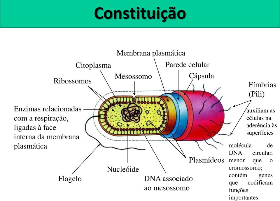 Flagelo Nucleóide DNA associado ao mesossomo Plasmídeos auxiliam as células na aderência às