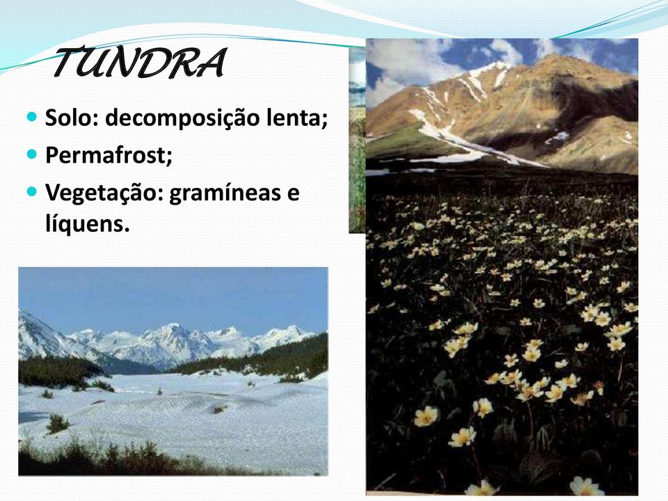 lenta; Permafrost;