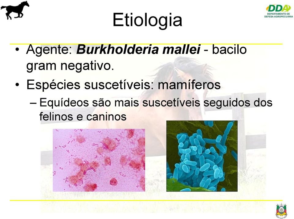 Espécies suscetíveis: mamíferos