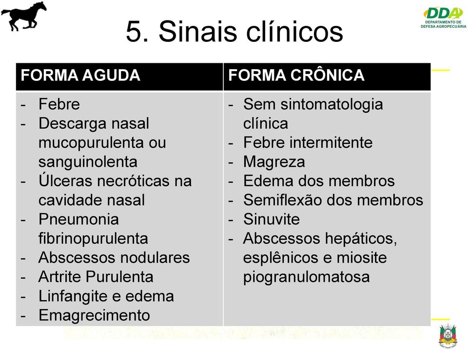 Linfangite e edema - Emagrecimento FORMA CRÔNICA - Sem sintomatologia clínica - Febre intermitente -