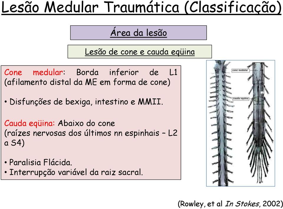 bexiga, intestino e MMII.