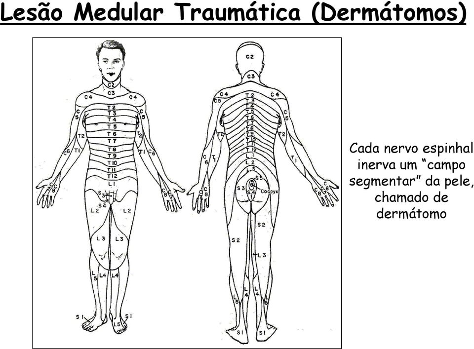 espinhal inerva um campo