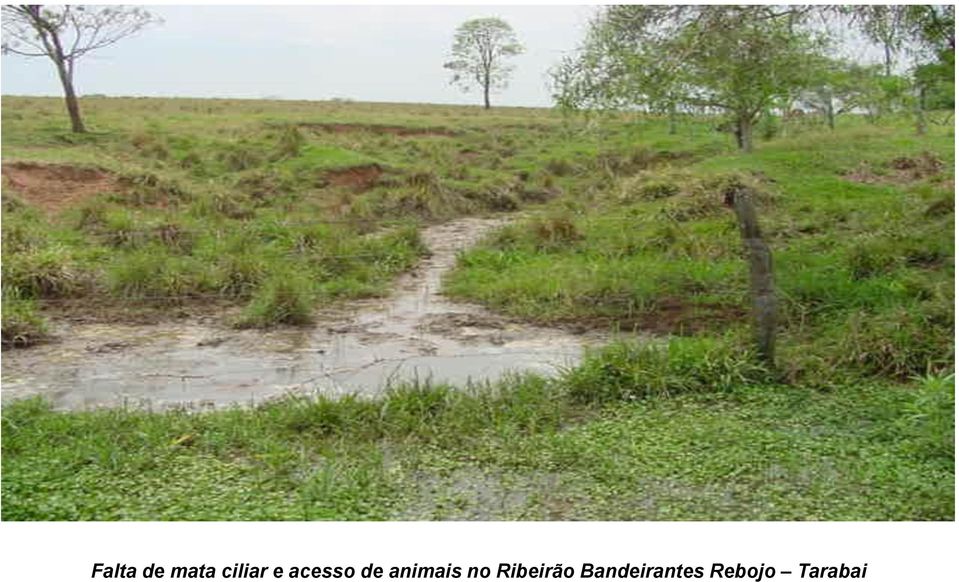 animais no Ribeirão