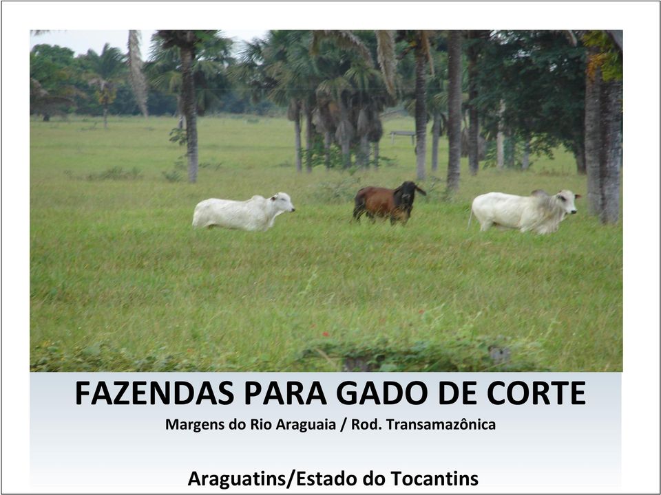 Araguaia / Rod.