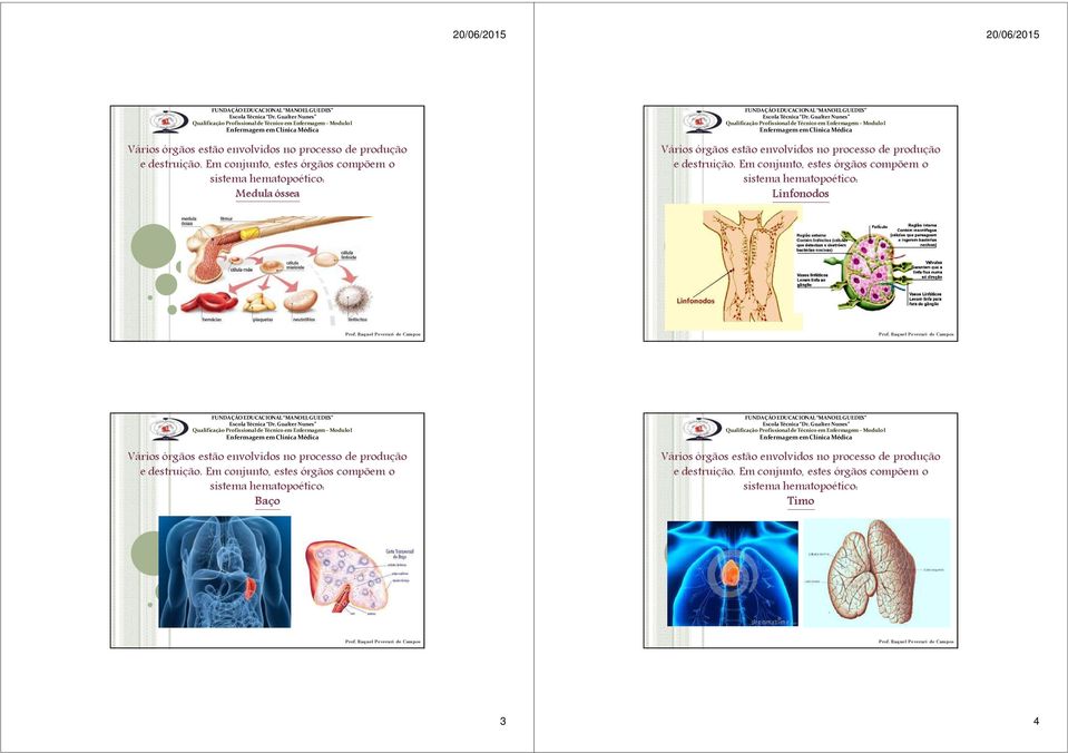 Linfonodos  Em conjunto, estes órgãos compõem o sistema hematopoético: Baço  Em conjunto, estes órgãos compõem o sistema hematopoético: