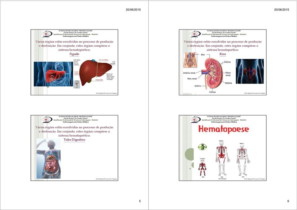 sistema hematopoético: Rins  Em conjunto, estes órgãos compõem o sistema hematopoético: Tubo Digestivo