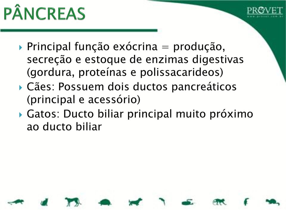 Cães: Possuem dois ductos pancreáticos (principal e